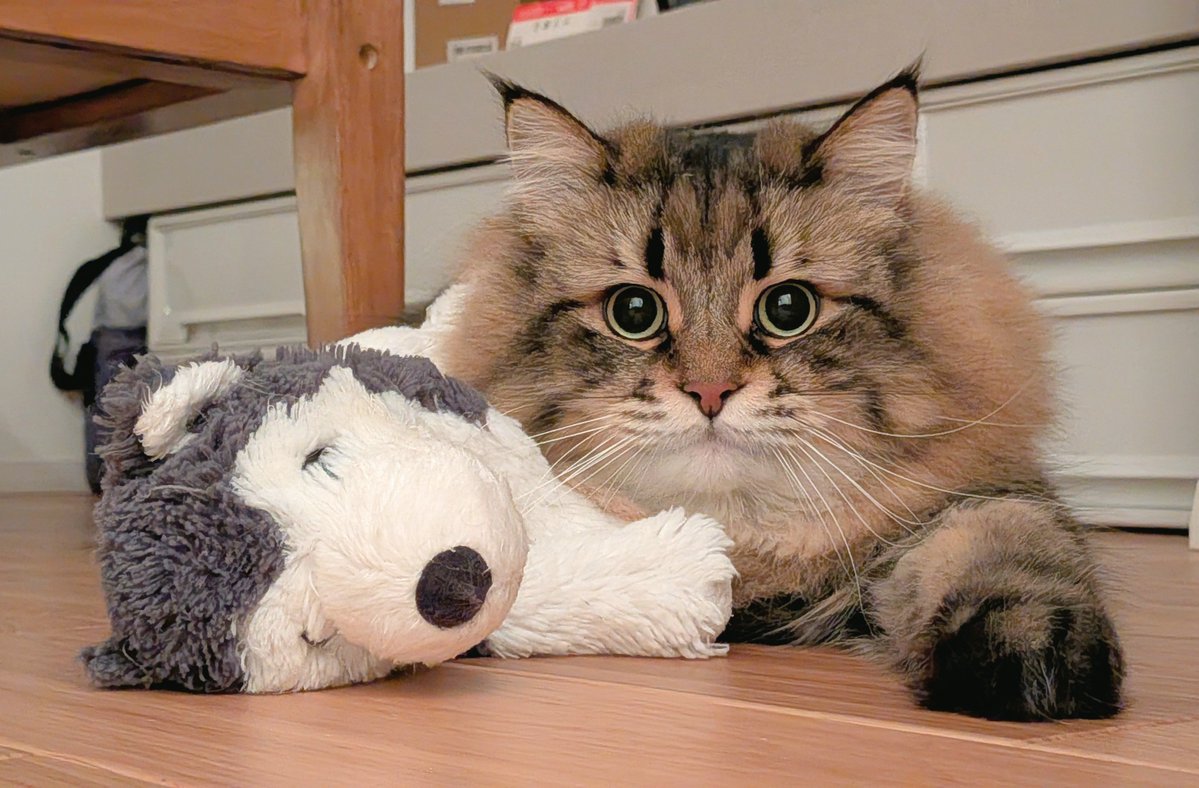 ymnc_rf's tweet photo. ✨️🐺😼✨️ https://t.co/nX94G500rb