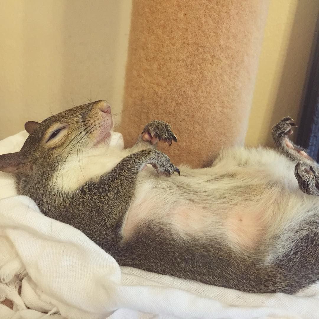 irontoothwitch's tweet photo. Florist Sh x Squirrel Hybrid Hj

Part 11: Words of Advice https://t.co/kkboqnhr95