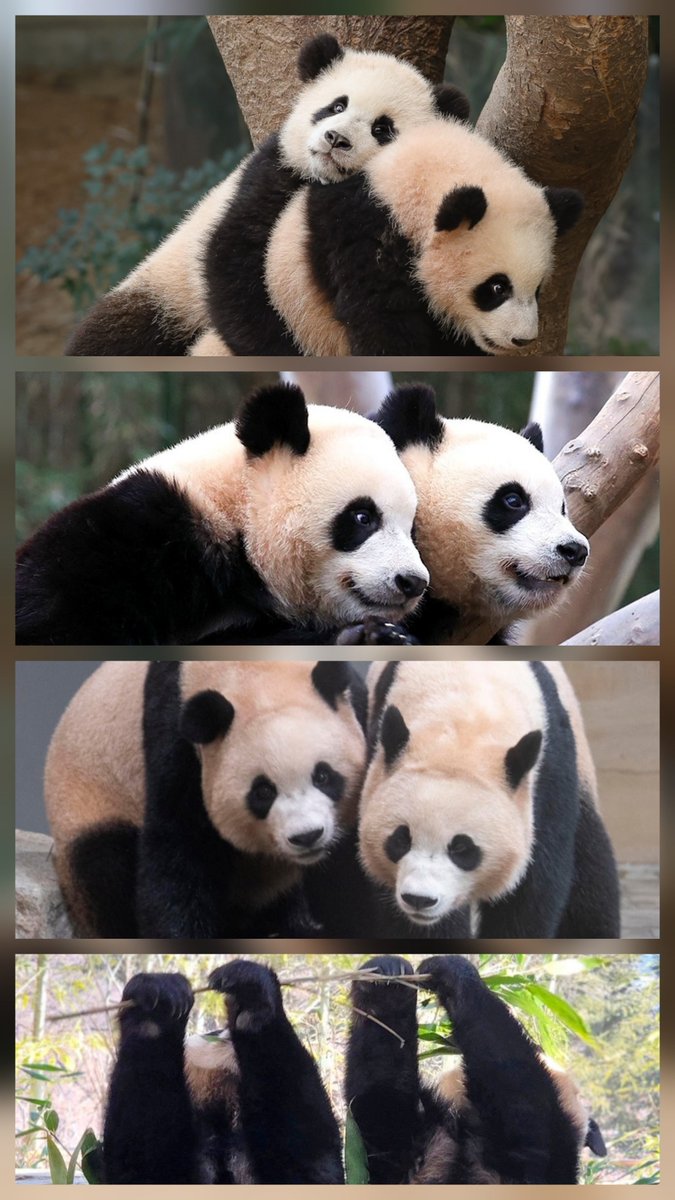 kate68_102's tweet photo. 🎯Official notice

The twin giant pandas, Rui and Hui, at Everland will undergo a quarantine period prior to their relocation to China, starting on November 13, 2026. 
The public will be able to visit them until December 11, 2026.

🐾 They are scheduled to be moved to China during the third week of December (December 14–20, 2026).