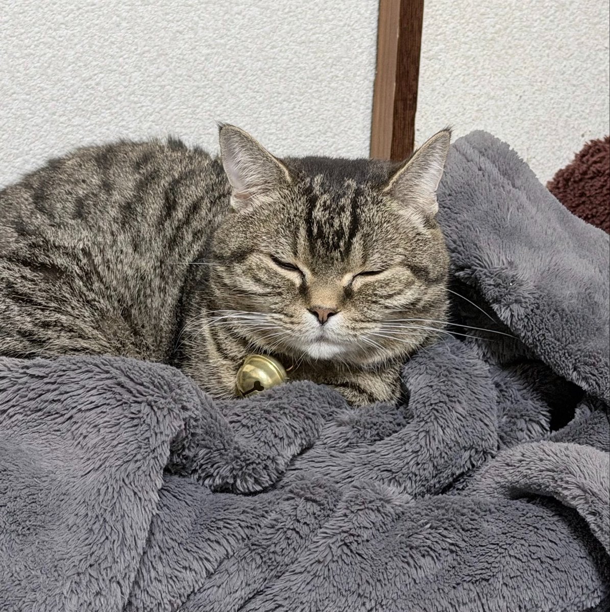 slept_773's tweet photo. ぼんじり(9) https://t.co/8fwXsnz7Ox