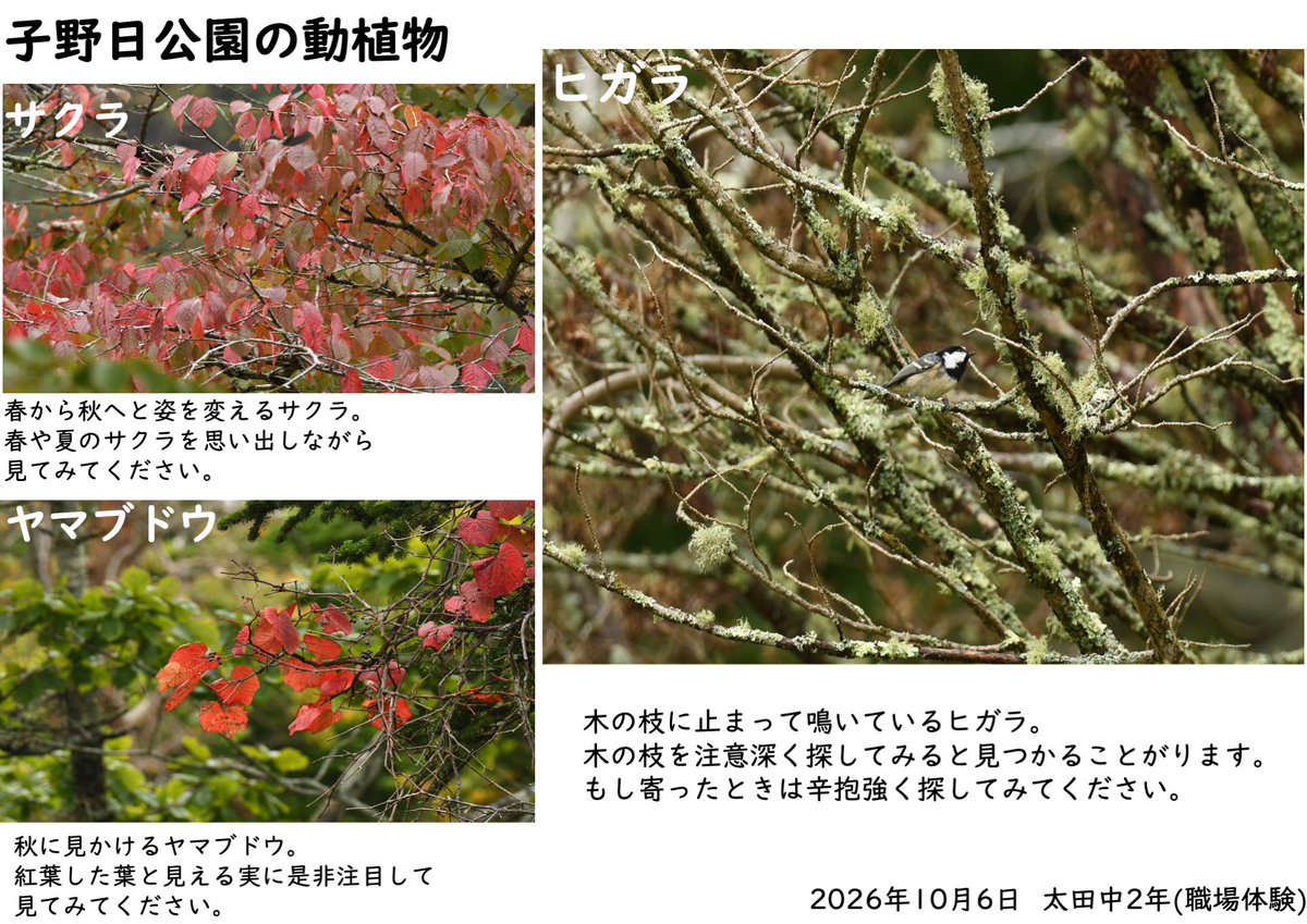 AWOC_since1995's tweet photo. 今週10日に子野日公園で開催する観察会の下見に行ってきました。
昨日の園内ではサクラやヤマブドウの紅葉が見られ、シマエナガ・カラ類・コゲラの混群や、上空を飛ぶハイタカなどが観察できました。
また職業体験の一環で一緒に下見行った中学生に、館内掲示用の案内チラシを作ってもらいました。 https://t.co/fZpzcSzGWf
