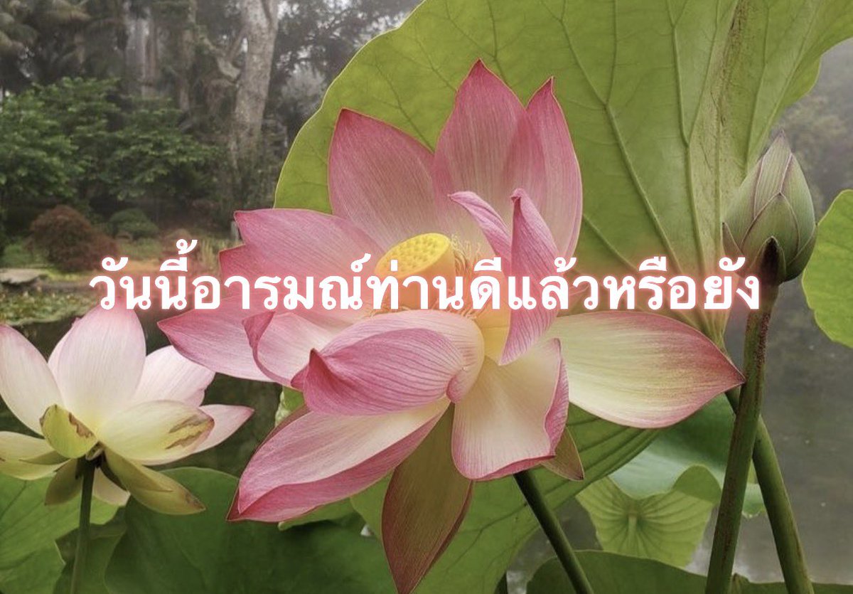 Iaunza's tweet photo. อารมณ์เสียอยู่อย่างงี้ https://t.co/xCuWnUafN7