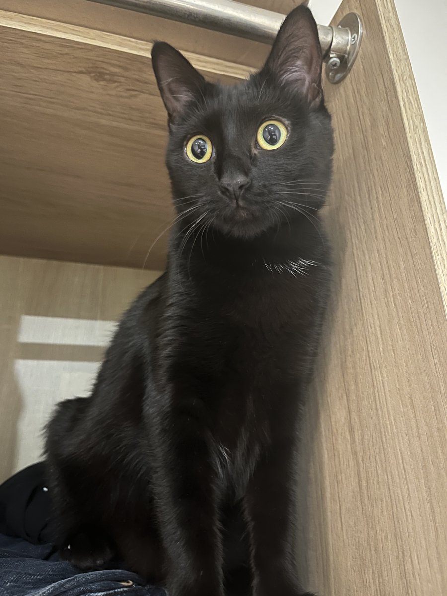 cherrybqmbbb's tweet photo. le fait que jdois protéger mon chat + que d'habitude pcq c'est la période d'Halloween pcq elle est noire ça me brise le coeur jvous jure https://t.co/JhE3tl55kL