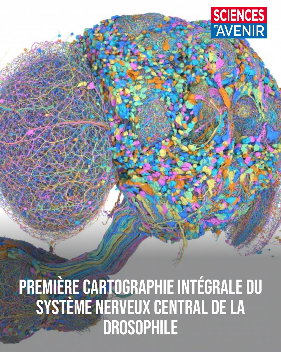 Sciences_Avenir's tweet photo. Première cartographie intégrale du système nerveux central de la drosophile
👉 https://t.co/bXkoYNls2A https://t.co/zLhmTbLfli