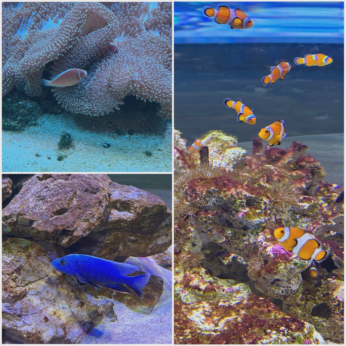 Sj_Q89's tweet photo. #うみたまご で撮りました🐟🐠
#写真好きな人と繋がりたい https://t.co/NExWkelzkg