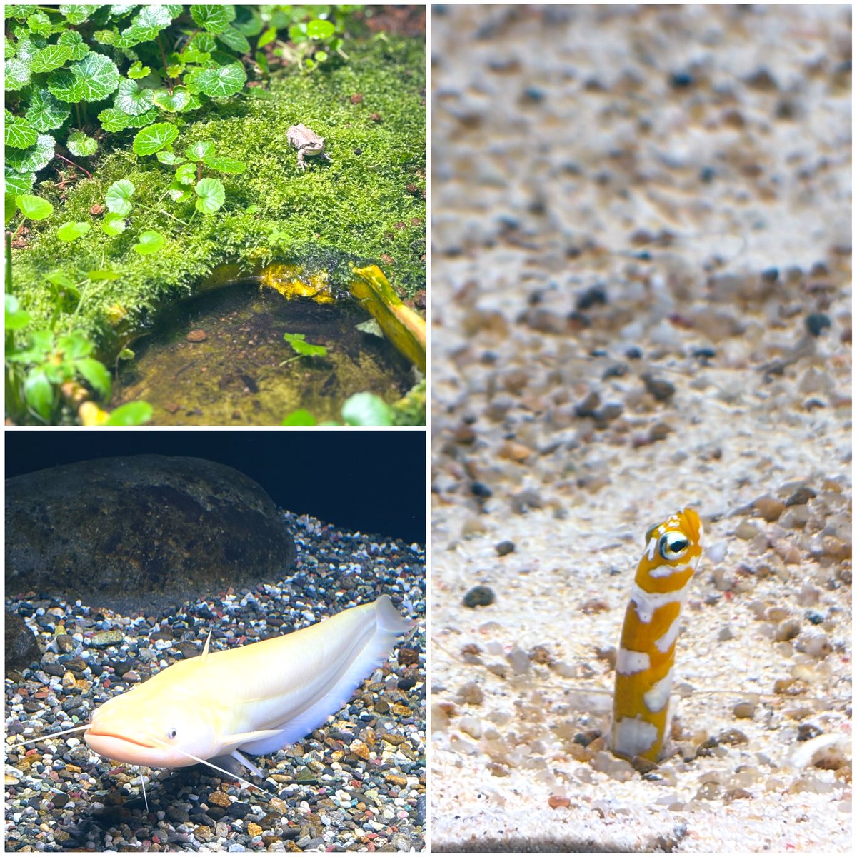 Sj_Q89's tweet photo. #うみたまご で撮りました🐟🐠
#写真好きな人と繋がりたい https://t.co/NExWkelzkg