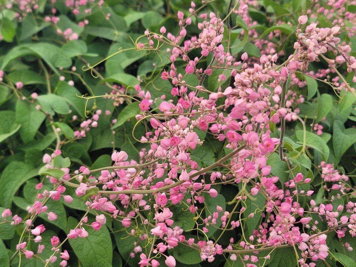 rosie_mann1's tweet photo. ~🍃🌸 

                 tickled pink 

                                                      🌸🍃~ https://t.co/cz5yzSMdOD