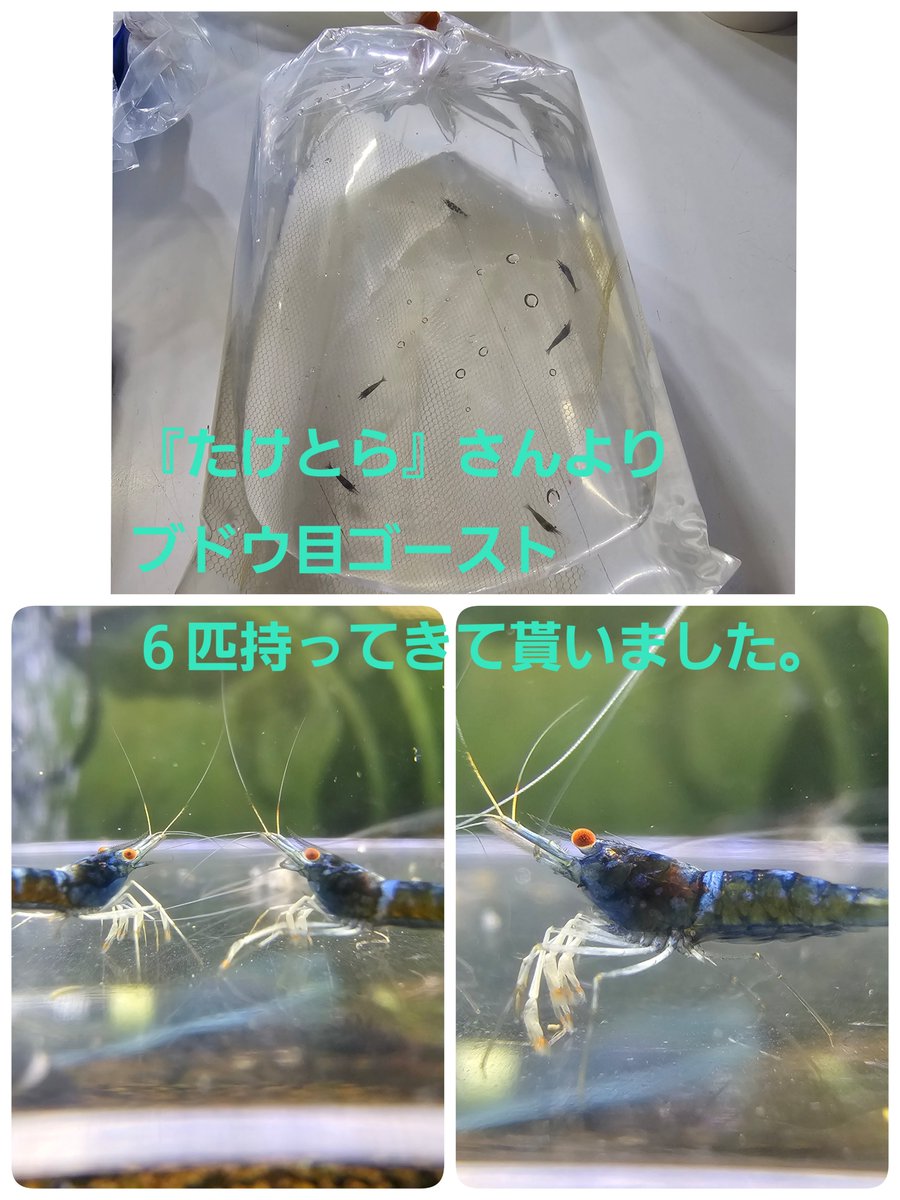 renge5266's tweet photo. おはようございます👋
昨日モンスターを狩りに行ったのに
狩られて帰りました🙆

月曜日の夜に『たけとら』さんが
🦐を持ってきてくれました。
これは数が少ないので
週末の『スラウェシフェア』まで
非売とします🙇‍♂️
と、
ほぼ毎週入荷してる
アルケミストさんの用品も入荷済みです

では本日も宜🙇‍♂️ https://t.co/mQy7Mif1lb