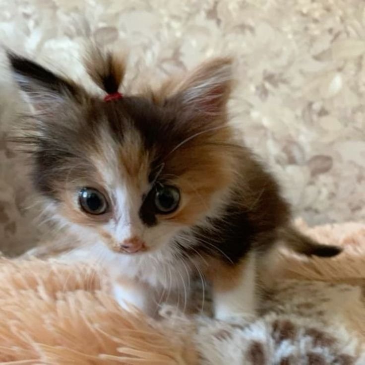 fasciacake's tweet photo. This cat is giving me kitten fever. I already have 4 cats I cant have a 5th one. But she makes me want one. The brown cat didnt make me want it I just thought it was funny. This one is more than that https://t.co/sXsZawnQW3