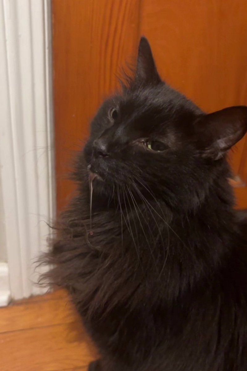 catslank's tweet photo. genuinely every day with this dude https://t.co/yL4ppvawBZ