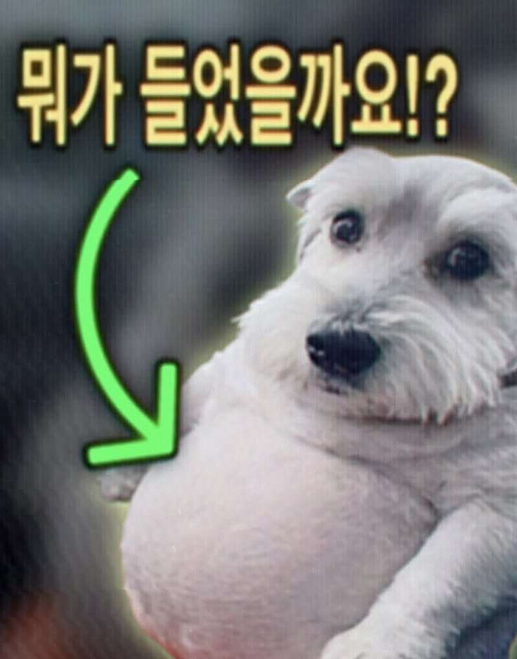 boxxest's tweet photo. 살빼야돼 https://t.co/0xjkJD2thV