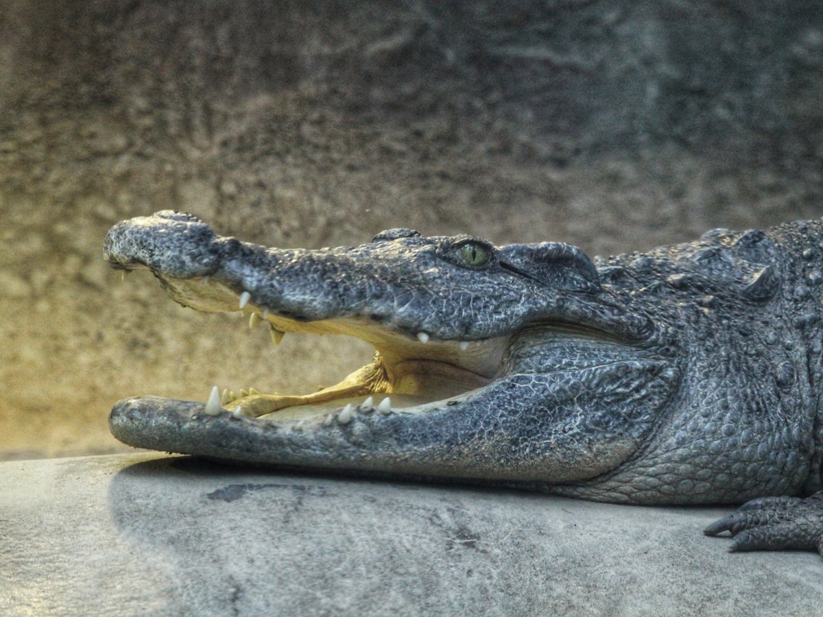 DenverZoo's tweet photo. It's #Croctober and we're celebrating two of the most iconic reptiles at DZCA! 🐊 

Daphne: our Critically Endangered Siamese crocodile and the oldest animal at the Zoo at 65 years old. You can find this remarkable girl in Tropical Discovery, where she's been wowing guests and inspiring crocodilian conservation for decades. 

Jino: our West African dwarf crocodile in Predator Ridge. Don't let the name fool you, dwarf crocodiles may be the world's smallest crocodilian species, but Jino has a big personality. 

Come meet Daphne and Jino on your next visit! 🐊 

#Croctober #SiameseCrocodile #DwarfCrocodile #DenverZooConservationAlliance #TropicalDiscovery #PredatorRidge #SavingWildlifeTogether