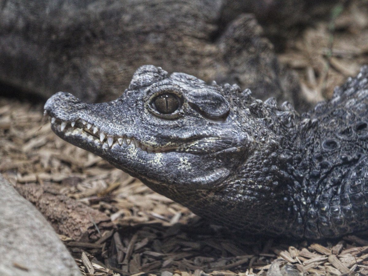DenverZoo's tweet photo. It's #Croctober and we're celebrating two of the most iconic reptiles at DZCA! 🐊 

Daphne: our Critically Endangered Siamese crocodile and the oldest animal at the Zoo at 65 years old. You can find this remarkable girl in Tropical Discovery, where she's been wowing guests and inspiring crocodilian conservation for decades. 

Jino: our West African dwarf crocodile in Predator Ridge. Don't let the name fool you, dwarf crocodiles may be the world's smallest crocodilian species, but Jino has a big personality. 

Come meet Daphne and Jino on your next visit! 🐊 

#Croctober #SiameseCrocodile #DwarfCrocodile #DenverZooConservationAlliance #TropicalDiscovery #PredatorRidge #SavingWildlifeTogether