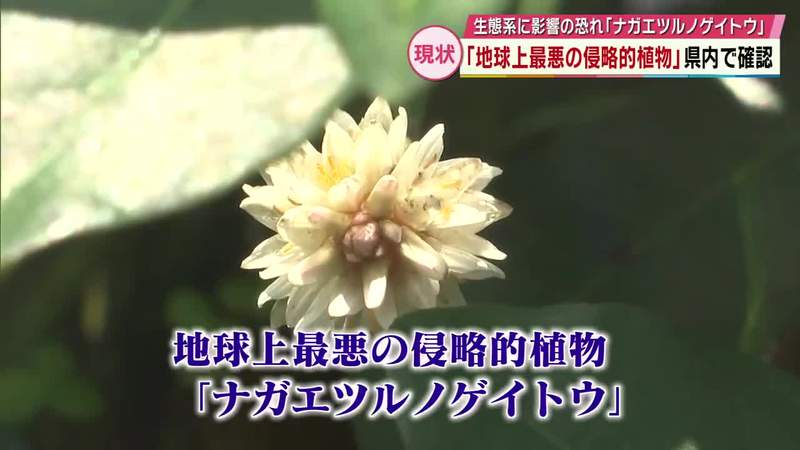 livedoornews's tweet photo. 【判明】「地球上最悪の侵略的植物」大分県内で確認
https://t.co/30Abc4NvFI

「ナガエツルノゲイトウ」は南米原産のヒユ科の水草で、茎や根の断片からも再生するほどの強い繁殖力を持つ。河川や水路のほか、田んぼにも繁殖し、生態系や農作物に���響を及ぼすことから国は特定外来生物に指定している。 https://t.co/GmRxxABlR5