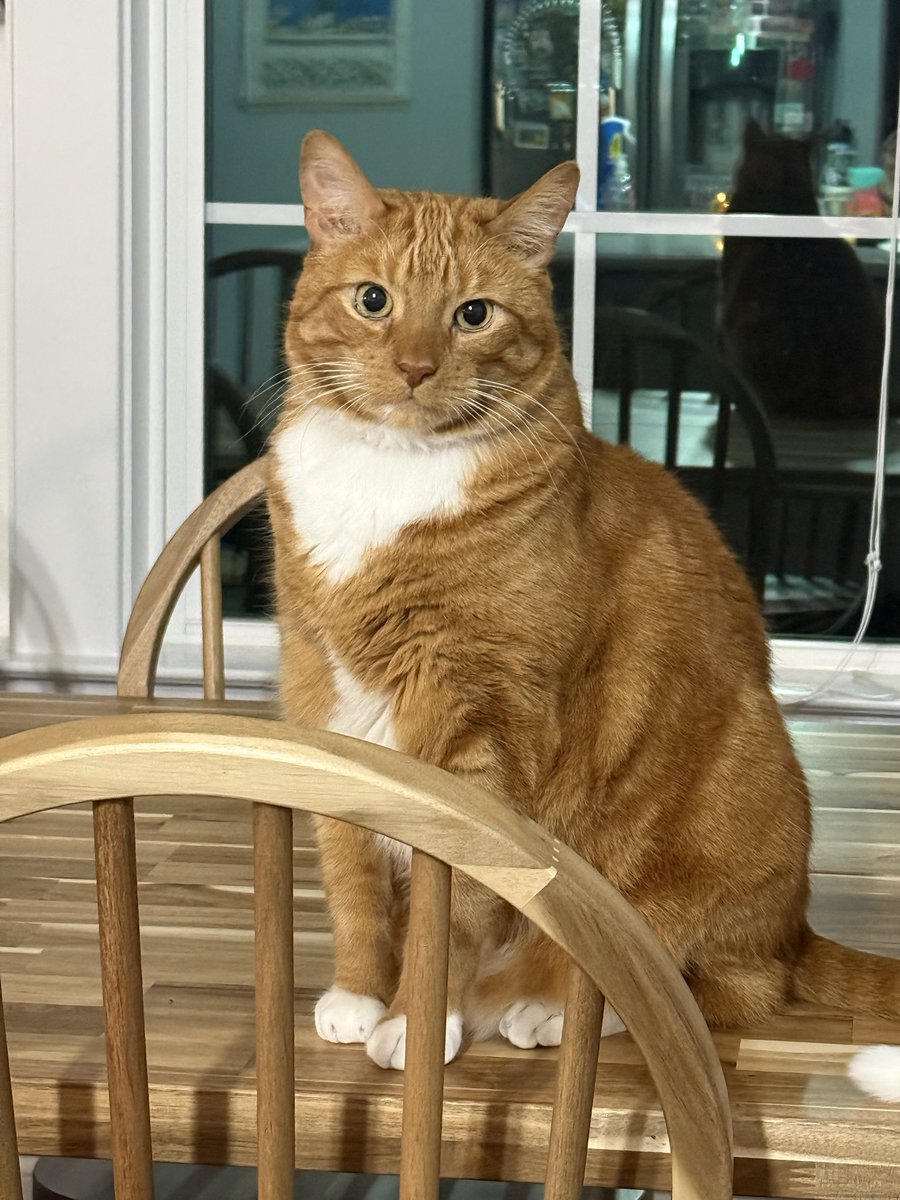 bongbottom_beaf's tweet photo. @HubPointless I'm so sorry to hear that, rest in peace Luna.

I lost my 8 year old orange boy Bilbo to a heart condition a couple months ago. It still has not gotten any easier. I miss him so much every day.

Just know you gave her an incredible life and she loved you so much. https://t.co/MBBMPMY93y