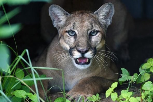 JOSE97LUIS's tweet photo. 🚨🚨PANTHERS WIN🚨🚨
🍕🍕🍕🍕🍕🍕🍕🍕🍕🍕
🐀🐀🐀🐀🐀🐀🐀🐀🐀🐀
👊🏽👊🏽💪🏽💪🏽🙌🏽🙌🏽😼
.@FlaPanthers
#FLAPanthers 2
#GoKingsGo 1 FINAL
#FLAPANTHERS #FLORIDA #NHL #LETSGOCATS #LETSGOPANTHERS https://t.co/eiFno8qwOm
