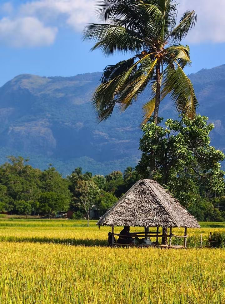 Meharjan555205's tweet photo. 🌾 Peaceful fields, swaying palms, and majestic mountains. 🌴⛰️
#jammukashmir
#bigboss #tejran
#karuppu #spiritualawakening https://t.co/Kk5nSPGcaR