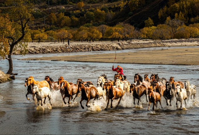 A person in a red outfit rides through a shallow river, herding a large group of galloping brown and white horses, with autumn trees lining the river's edge.