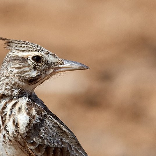 totBestioles's tweet photo. Quin ocell és? Canta des de terra o en vol. A la primavera fa el niu a terra amb herba seca i hi pon 3-5 ous. Digues-ho abans de mirar la segona foto. · Foto: Hobbyfotowiki (CC0) · #birds https://t.co/DCNMrqL9oh