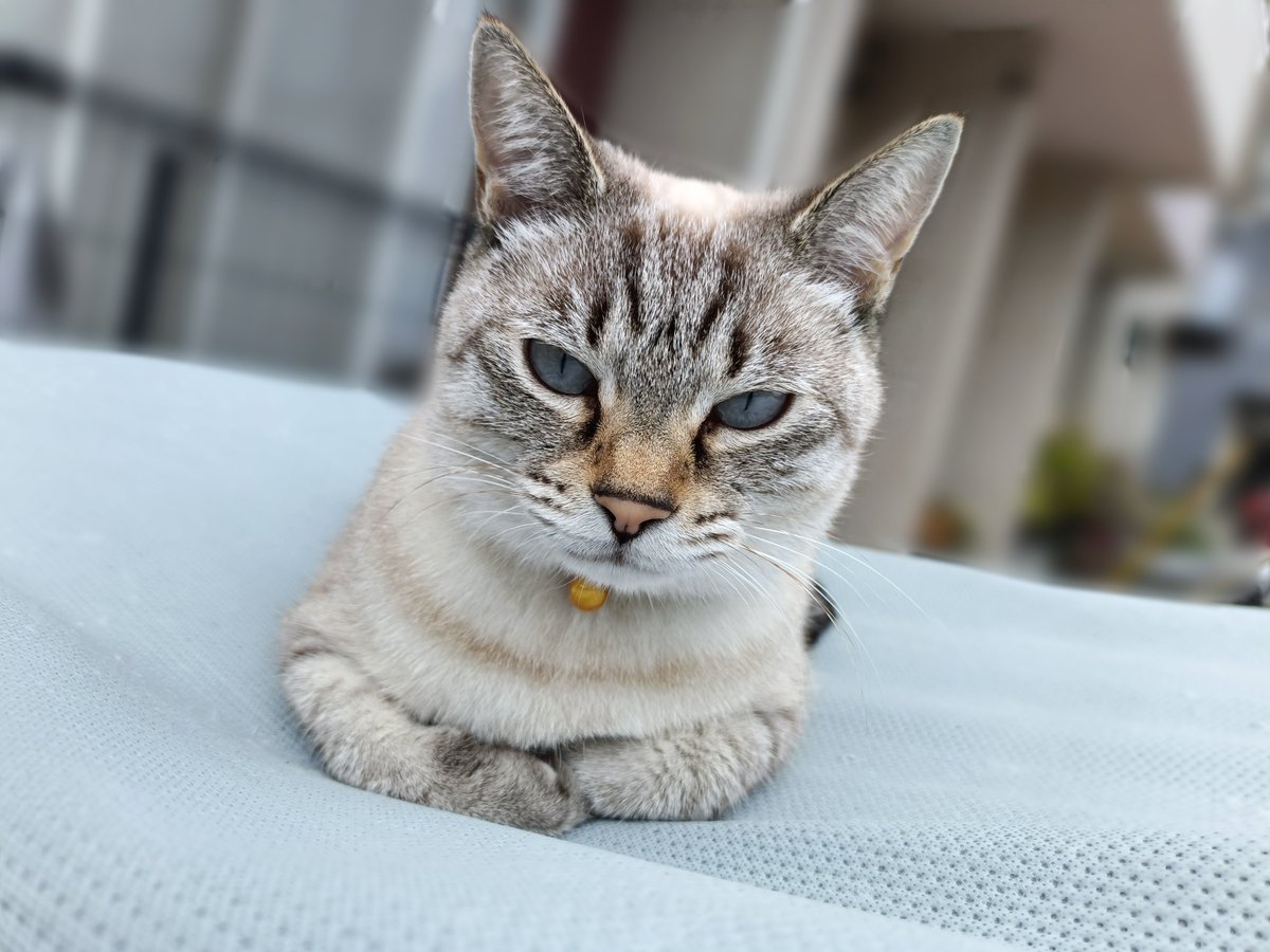 kurofune_studio's tweet photo. この前のお見送りももちゃん(みゆ)⁡
⁡⁡
⁡#猫 #cat #猫社長 #猫のいる会社 #cute https://t.co/daiDb3V4Cd