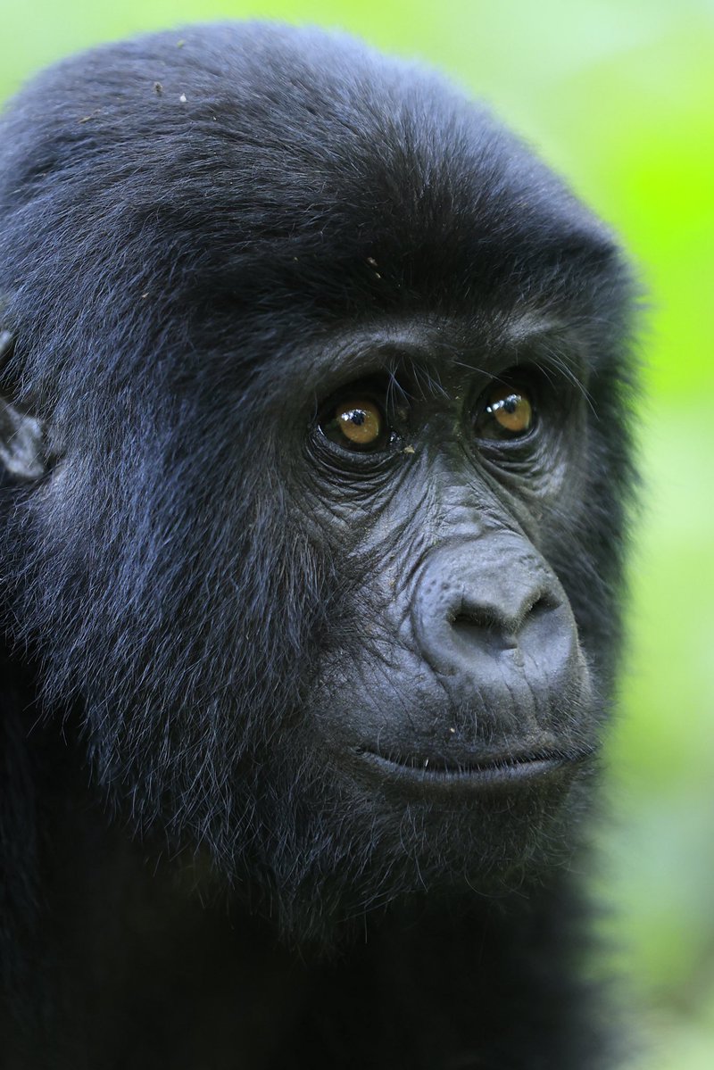 ugwildlife's tweet photo. From nervous steps to pure amazement!
Celebrities and influencers led by Ykee Benda trekked through Bwindi’s Rushaga Sector last Friday. 

The long forest walk tested their legs but the moment they encountered the mountain gorillas, the tiredness and fear melted away. 
#Explore https://t.co/NwQMaL6PqU