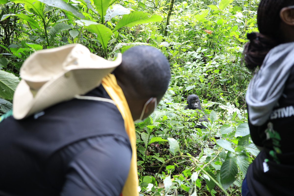 ugwildlife's tweet photo. From nervous steps to pure amazement!
Celebrities and influencers led by Ykee Benda trekked through Bwindi’s Rushaga Sector last Friday. 

The long forest walk tested their legs but the moment they encountered the mountain gorillas, the tiredness and fear melted away. 
#Explore https://t.co/NwQMaL6PqU
