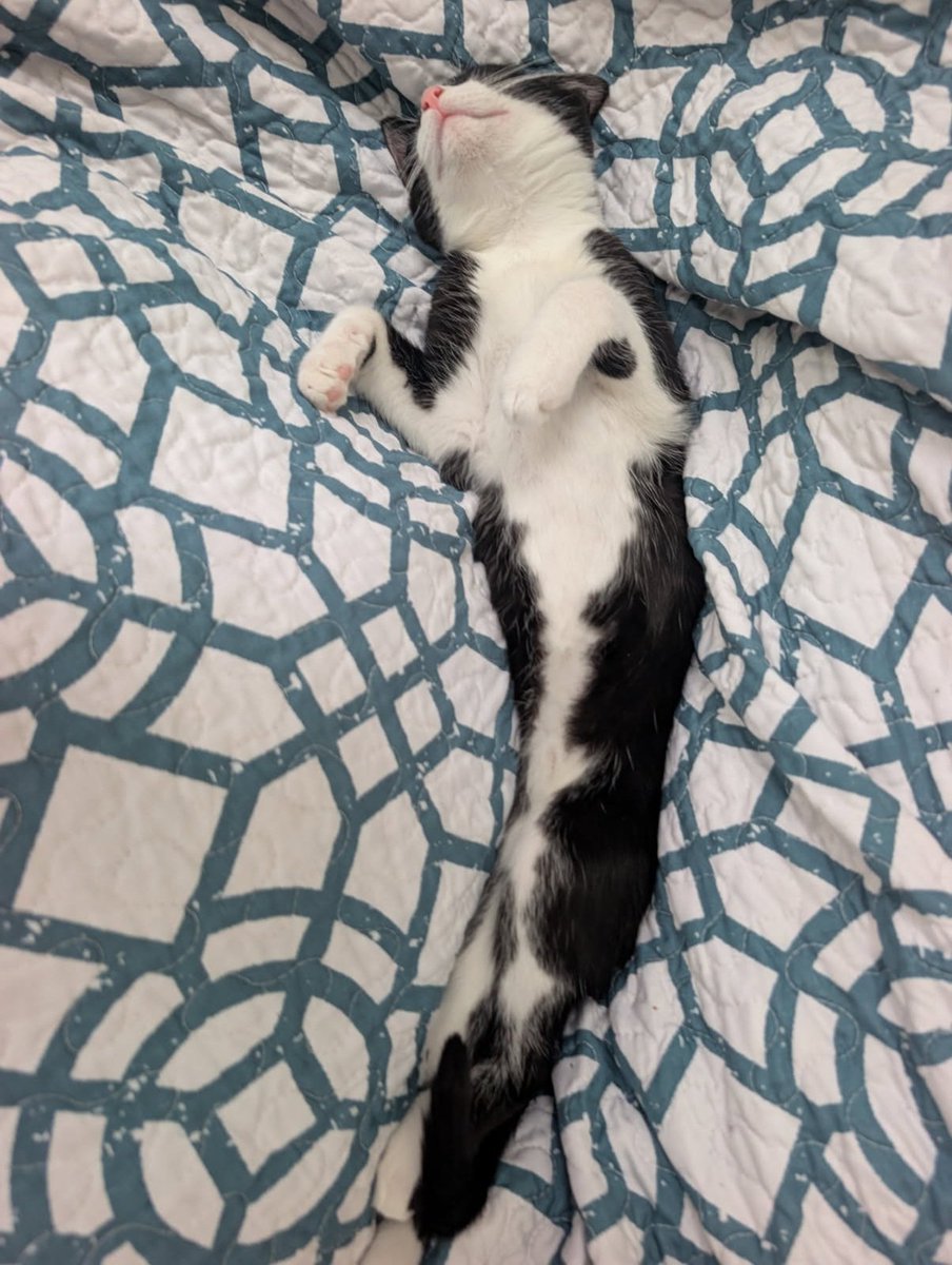 sicchic75's tweet photo. She's a baby orca with less appreciation for water 
#CatsOnX #Cat https://t.co/Y1SF8NlKFN