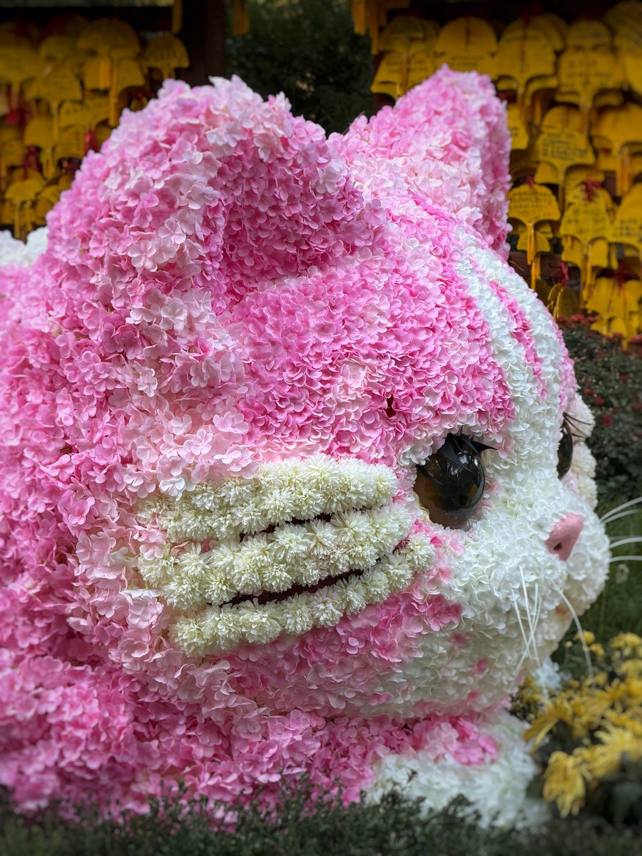 fishlikeorange's tweet photo. Saw a pink cat at the park and immediately thought of Mimu🌸🐱
So cute, so Mimu🥹

#Mimpanthita https://t.co/T7VYCHFgSe