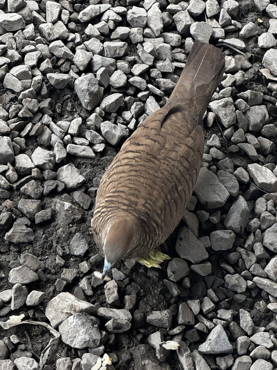 konapiyo's tweet photo. 見たことないような鳥がキャベツたべとる https://t.co/RXS1xLk4AW