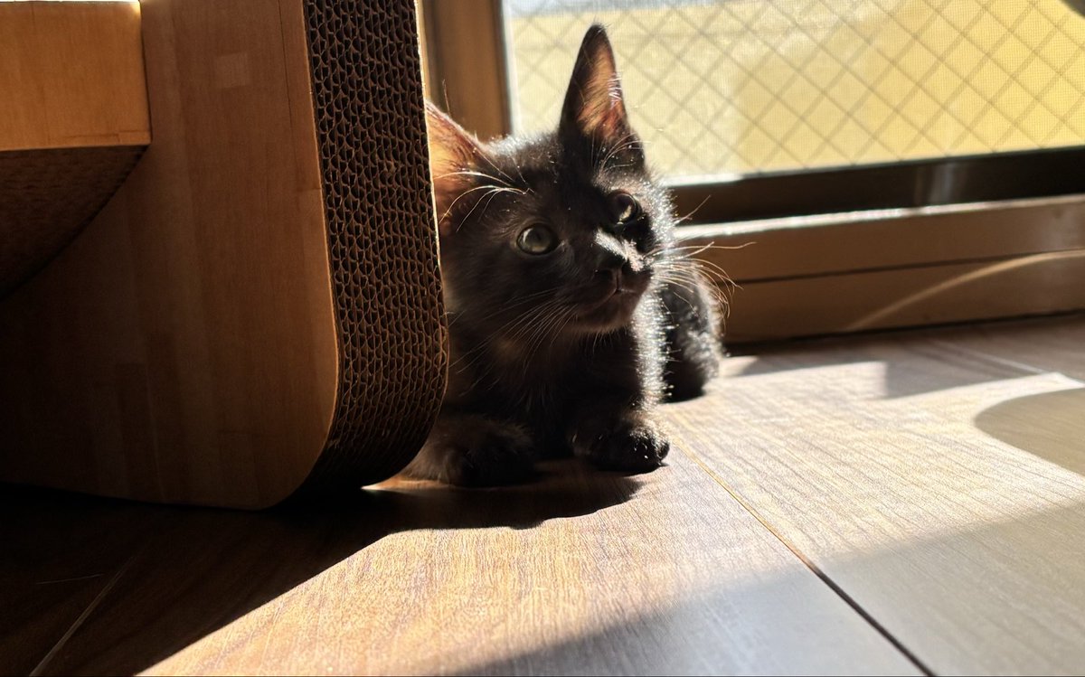 R4Qri's tweet photo. 日向ぼっこ☼🐈‍⬛
トライアル２日目 https://t.co/st4ZDeCdnB