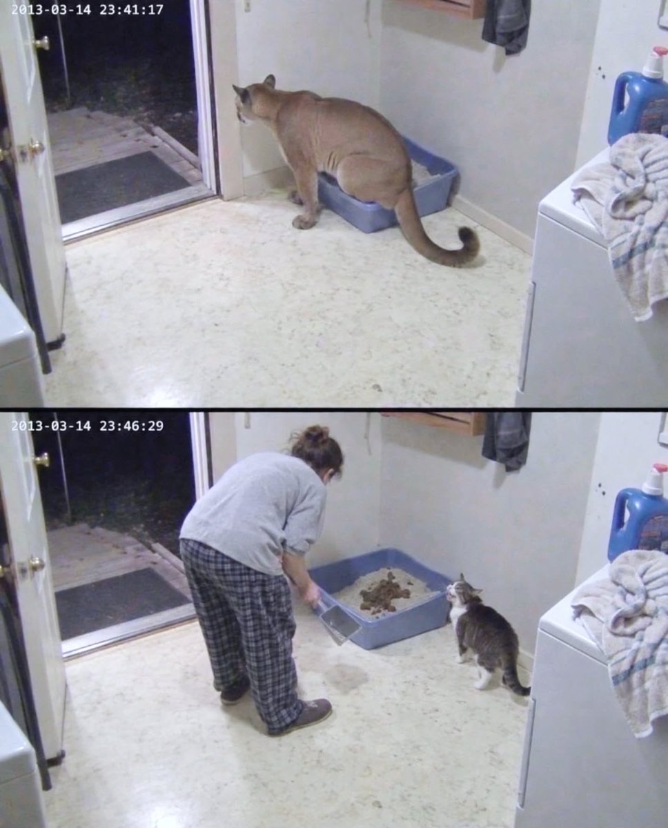 BestOfMeow's tweet photo. https://t.co/vjCCBvnhdu