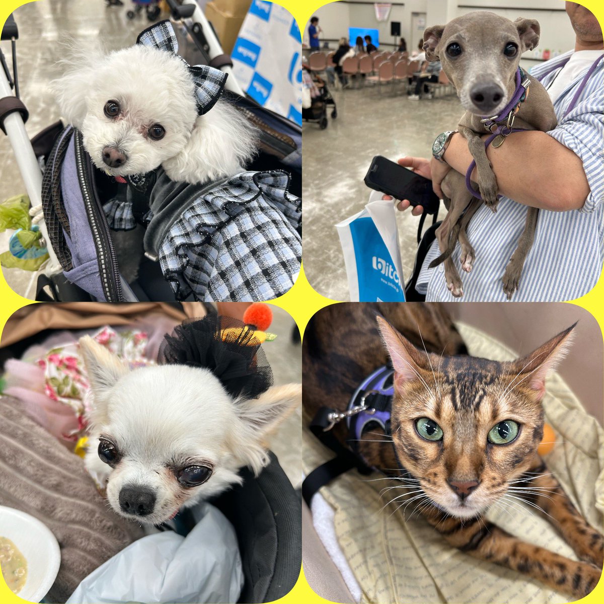 bitcle's tweet photo. 10月4日に開催された「わんにゃんスマイルフェス2026・秋」☀️🐶🐱
bitcleブースへ遊びに来てくださった皆さま、ありがとうございました！

大切な家族であるペットとの暮らしが、もっと便利で、もっと楽しくなるような商品をこれからもお届けしてまいります😆

#bitcle #ペット用品 #ペットイベント https://t.co/NHmDAuEVjY