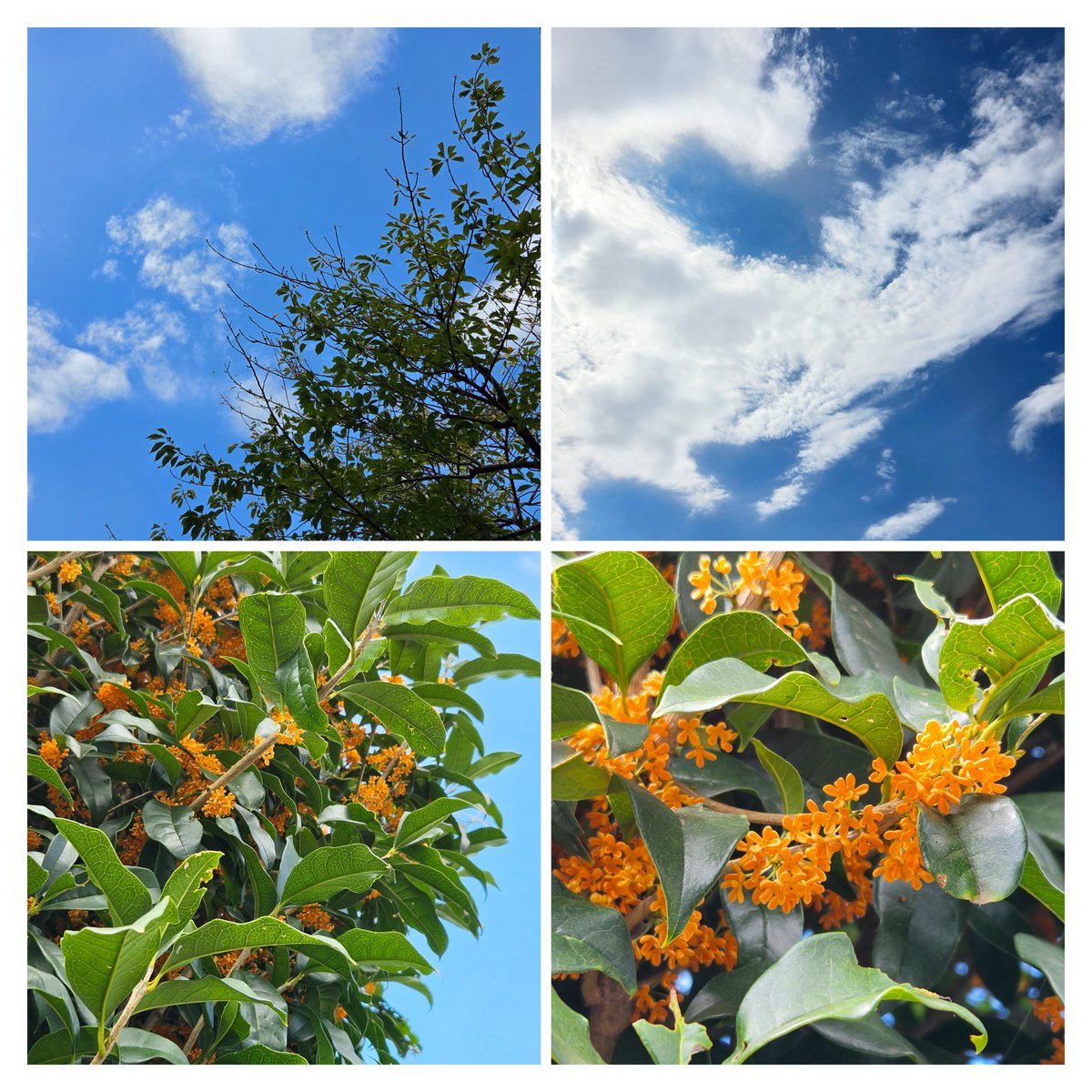 ekopeace's tweet photo. 晴れて嬉しい☀金木犀がいい匂い。実家で母との時間を過ごしてます😊 https://t.co/h74yYlbLJw