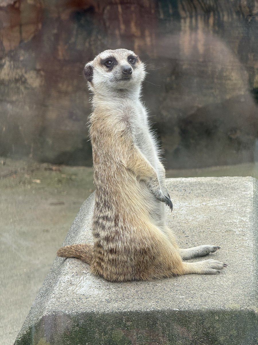 bymiyu's tweet photo. 今日のズーラシア、ベストショットはミーアキャットだ。この子だけずっと石台に乗って周りを監視していた。のかな？笑 https://t.co/55oYNC1NCg