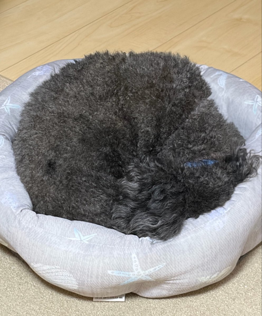 mocomoco161108's tweet photo. ⭕️まんまる〜もこくん⭕️ https://t.co/QGr7IY1JQY
