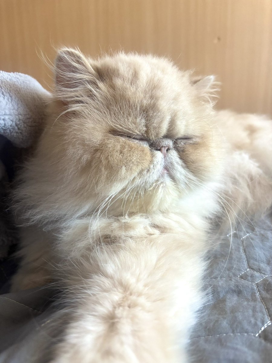 moukitten's tweet photo. ✨宝物✨ https://t.co/eSj4672MKe