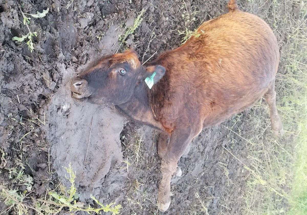 nttnfic's tweet photo. @maecaeron @olajuwon_03 @MikeMumbelz @BBCWorld I'm speaking from his personal perspective.
Oh u are India I smell shit 🤢🤢🤢
Look at this beautiful cow https://t.co/NMzdztvYAa