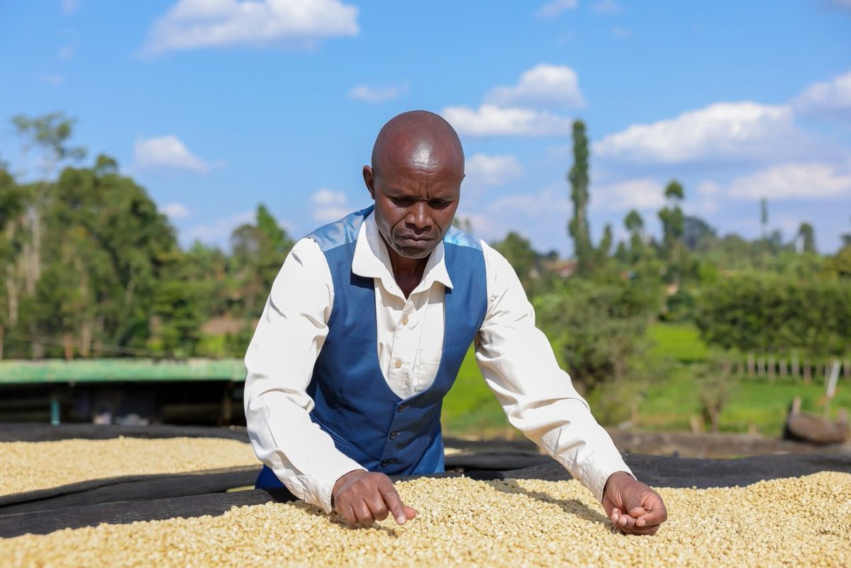 Maarigix's tweet photo. Nyanje Factory’s production target demonstrates confidence in the potential of local coffee farming. Increased output can strengthen incomes across the coffee value chain. Made Possible by Ruto, #CoffeeMillionaires, Coffee Is Business https://t.co/gLk8MZCj8U