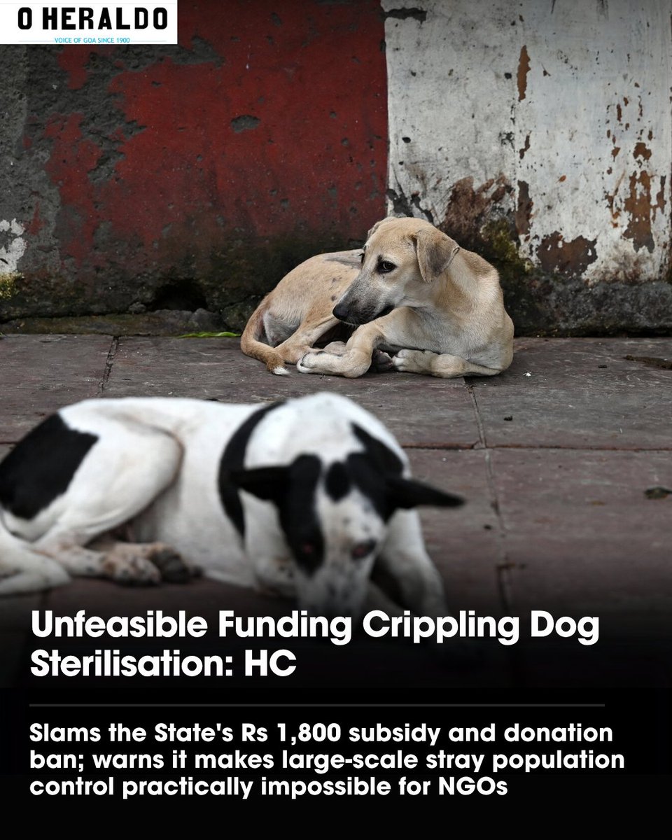 oheraldogoa's tweet photo. The High Court of Bombay at Goa has criticised the State’s funding mechanism for stray dog sterilisation, observing that the existing scheme makes large-scale sterilisation by NGOs practically unfeasible.
#Goanews #Straydog #Sterilisation https://t.co/meu7e2Ywk5