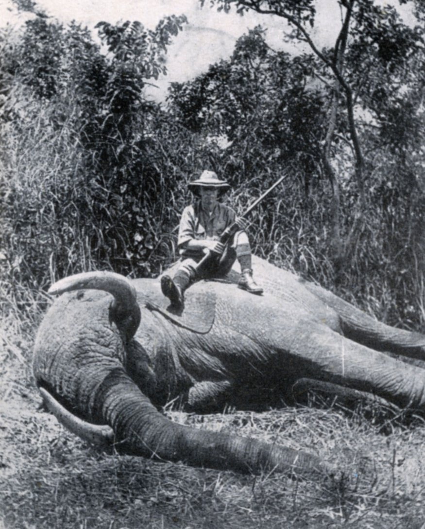 tigertwting's tweet photo. When the British entered India, Britain’s GDP was estimated at around $10 billion, while India’s was around $74.3 billion. They arrived as a much smaller economic power and spent centuries ruling and extracting from India.

Between 1875 and 1925, an imperial enterprise systematically slaughtered wildlife for bounties, sport, and forest clearance, killing over 80,000 tigers, 150,000 leopards, 200,000 wolves, 50,000 hyenas, and 2,000 Asiatic lions, along with tens of thousands of elephants and rhinos. The Indian rhinoceros was pushed to fewer than 50 survivors.

Today, India generates roughly $19.1 trillion in GDP at PPP, compared with around $4.7 trillion for the UK.

Protecting our wildlife isn't some extraordinary act of selflessness by a “relatively poor” country. It's simply a country protecting its own natural heritage and fixing the damage left behind by colonial rule.