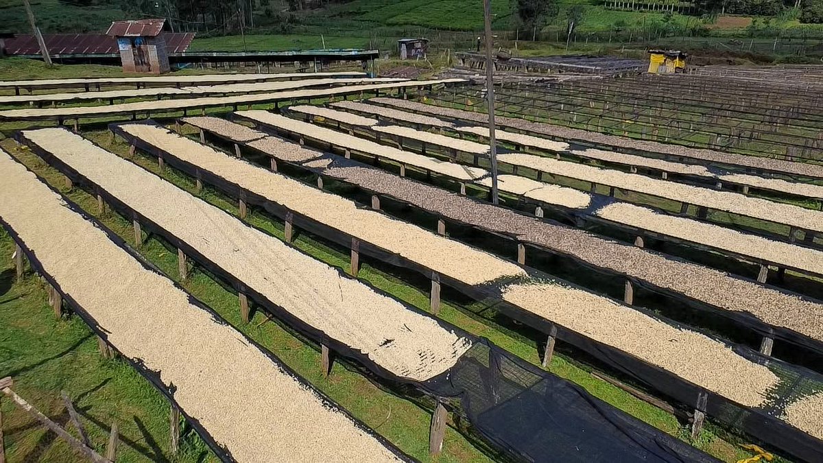 Maarigix's tweet photo. Technical teams remain an important part of Baragwi’s coffee success story. Their expertise supports farmers and factories in improving productivity and maintaining standards. Made Possible by Ruto, #CoffeeMillionaires, Coffee Is Business https://t.co/yhnnoCGFMk