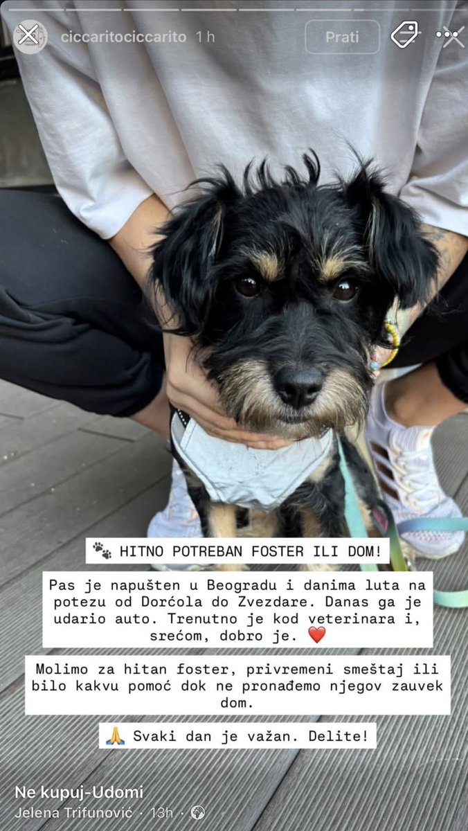 izvesnavesna's tweet photo. Ajmo ajde 🐾🙏🏻 https://t.co/0MdJOEe4lg