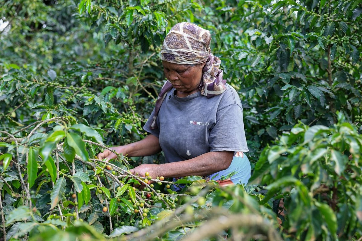 Maarigix's tweet photo. Nyanje farmers are contributing to the wider growth story of Baragwi coffee. Their increasing production can strengthen the cooperative’s overall volumes. Made Possible by Ruto, #CoffeeMillionaires, Coffee Is Business https://t.co/RrsKLp2K3s