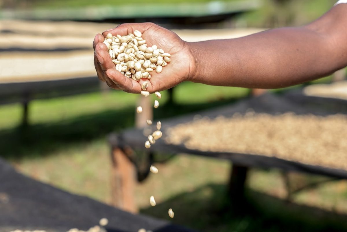 Maarigix's tweet photo. Every additional kilogram of quality coffee represents an opportunity for farmers to improve their income. Increased production at factory level can therefore have a direct economic impact on growers. Made Possible by Ruto, #CoffeeMillionaires, Coffee Is Business https://t.co/43QT1Dl9SQ