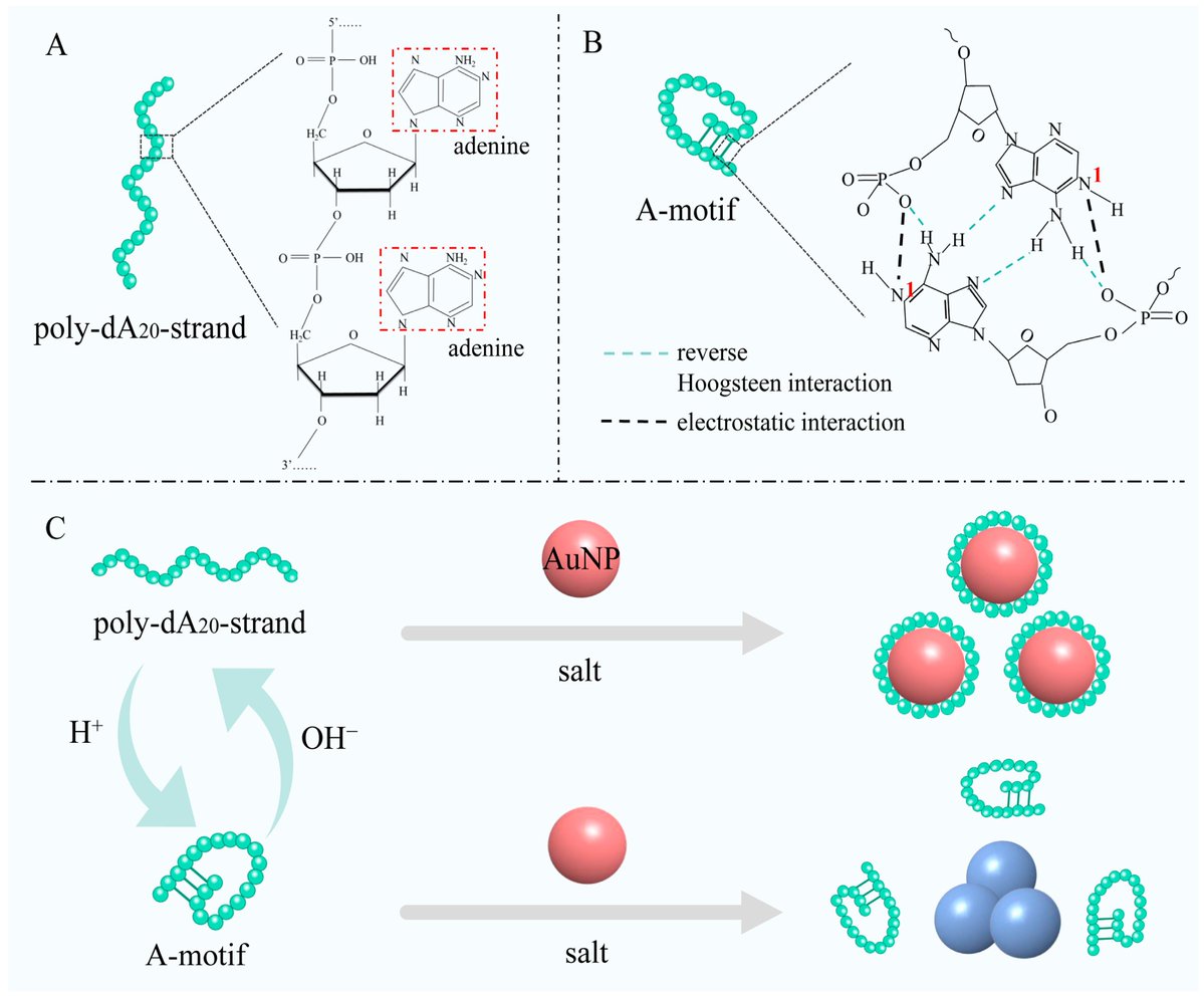 Biosensors_MDPI's tweet photo. 📣Call for Reading:
#Article
Development of a Novel #Colorimetric #pH #Biosensor Based on A-Motif #Structures for Rapid #Food #Freshness #Monitoring and #Spoilage #Detection
By Yan, J. et al.
https://t.co/nXDD0u8BYk
#Biosensor #OpenAccess #DNA #Nanostructures #FoodSafety https://t.co/ot4UgtvYpD