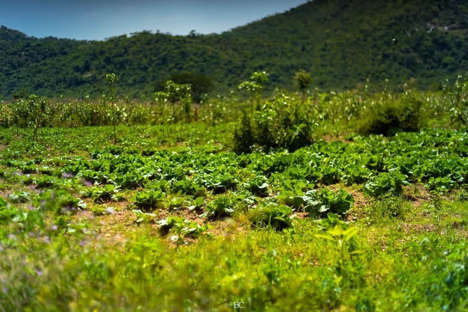 CatiaKyen's tweet photo. THE BEAUTY OF KUNGA VILLAGE IN PLATEAU STATE❤️

📸 Enixworks Creatives
Credit: Anaguta Tradomodern https://t.co/d2oDf6DDWj