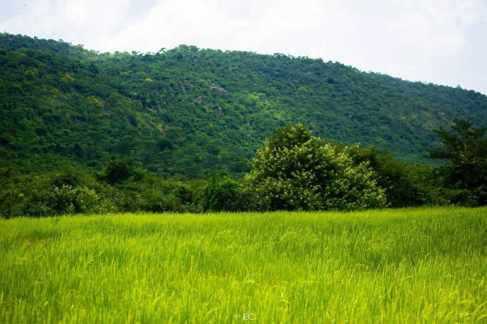 CatiaKyen's tweet photo. THE BEAUTY OF KUNGA VILLAGE IN PLATEAU STATE❤️

📸 Enixworks Creatives
Credit: Anaguta Tradomodern https://t.co/d2oDf6DDWj