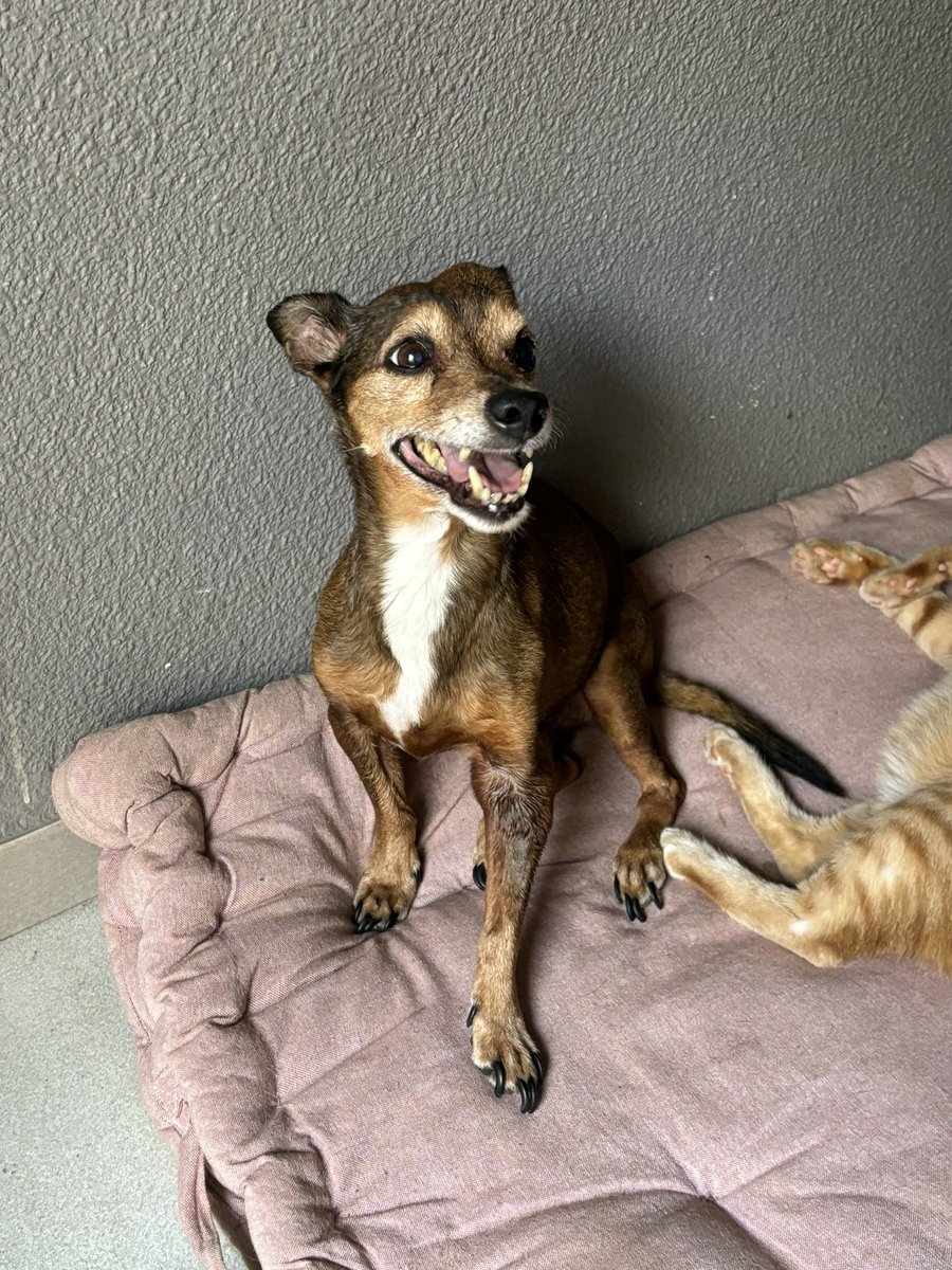 midorikux's tweet photo. Todavía miro la cama esperando que estés ahí 
Ojalá escuchar tus patitas de nuevo
Dejas un vacío enorme para lo chiquitín que eres
Espero que este dolor se vaya algún día, pero tú no serás olvidado nunca
Te amo 💚 https://t.co/jsYteyjv3n