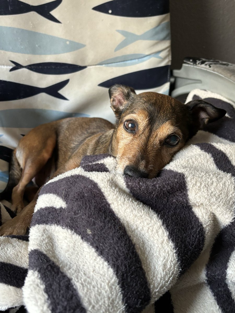 midorikux's tweet photo. Todavía miro la cama esperando que estés ahí 
Ojalá escuchar tus patitas de nuevo
Dejas un vacío enorme para lo chiquitín que eres
Espero que este dolor se vaya algún día, pero tú no serás olvidado nunca
Te amo 💚 https://t.co/jsYteyjv3n