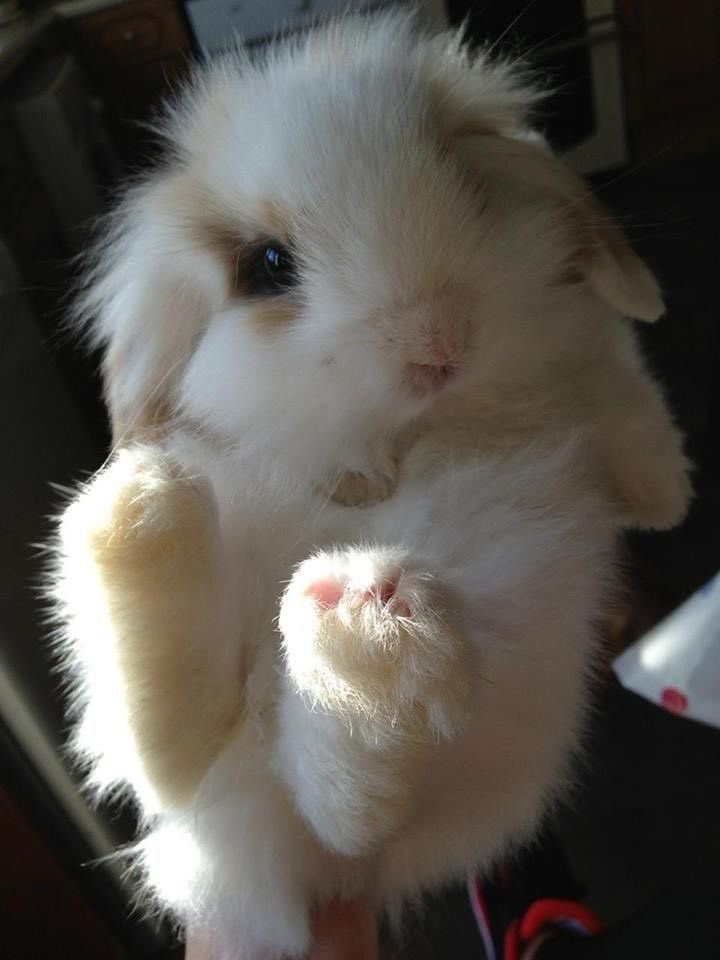 springtimebunni's tweet photo. https://t.co/mHSDfSTmxD